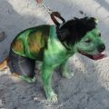pet masquerade fantasy fest 2013 key west florida 34