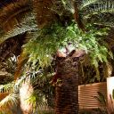 Christmas Night 2013 Key West Florida 42