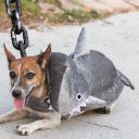 masquerade marcht fantasy fest 2015 keywest pictures   48